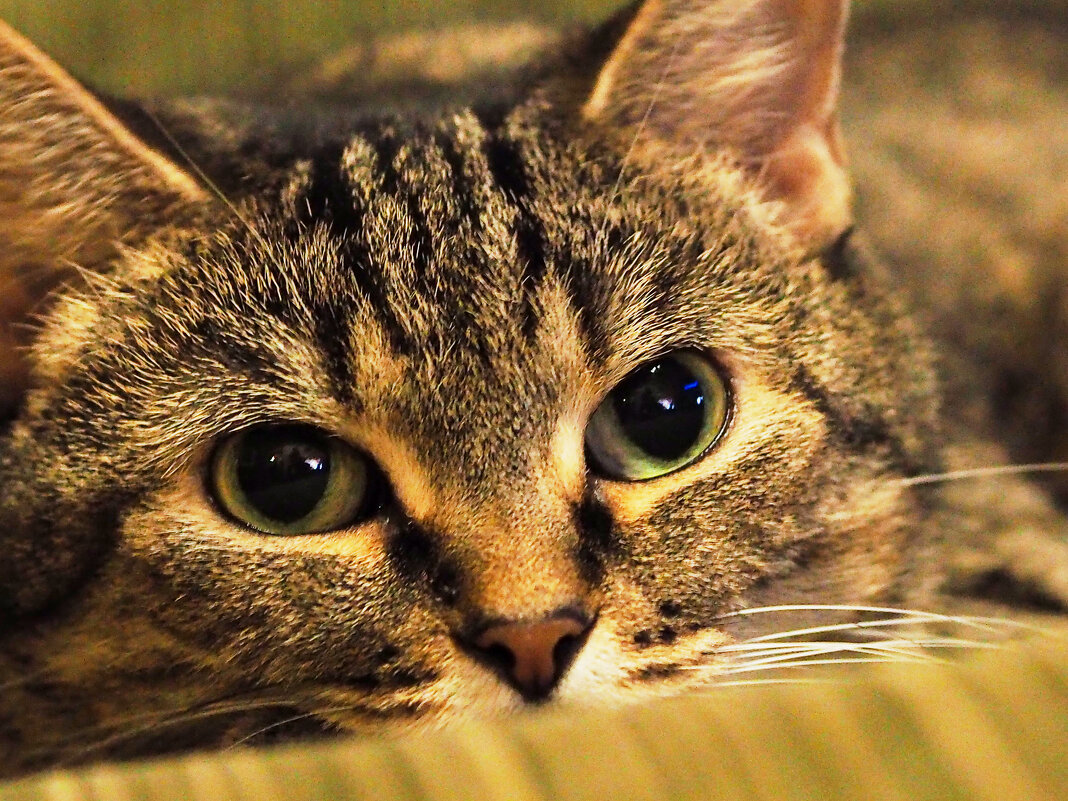 коша - Александр 