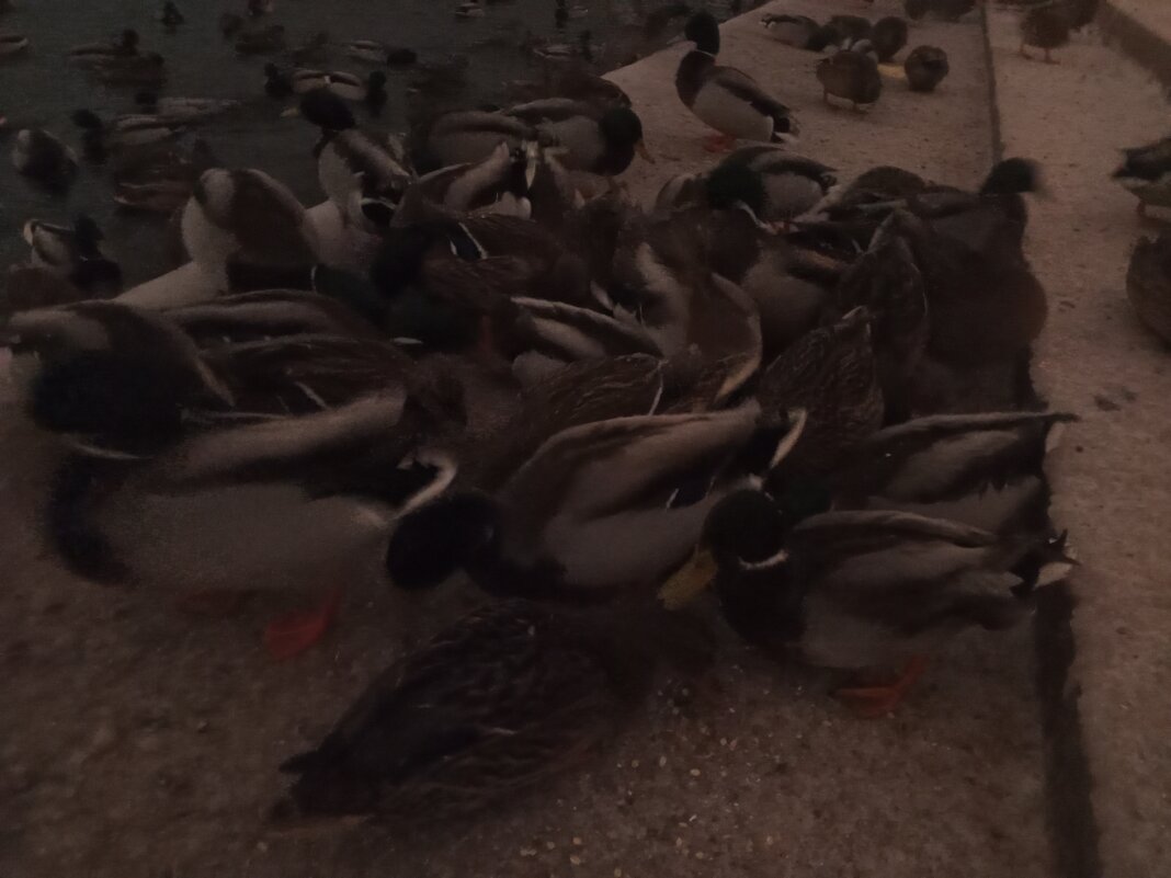 Утки - Сапсан 