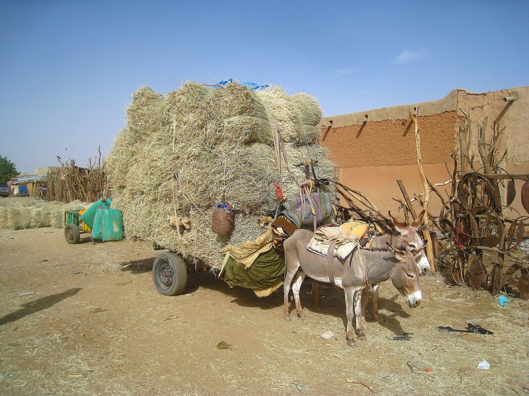 "Пара гнедых..." - unix (Илья Утропов)