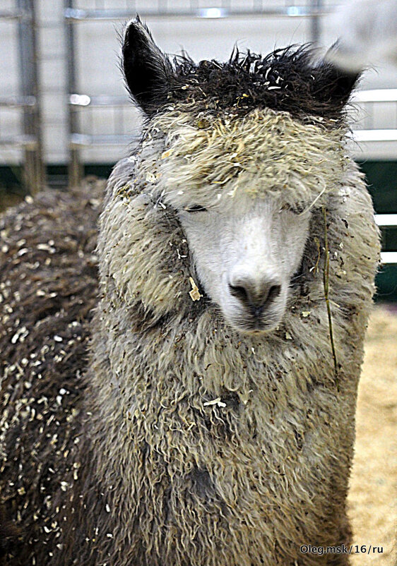 особь - Олег Лукьянов