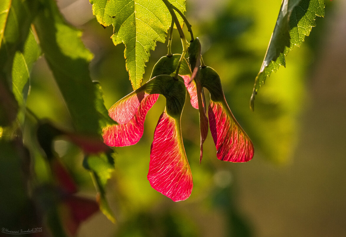 Крылатки напросвет) - Николай Зиновьев Крылатки напросвет) - Николай Зиновьев