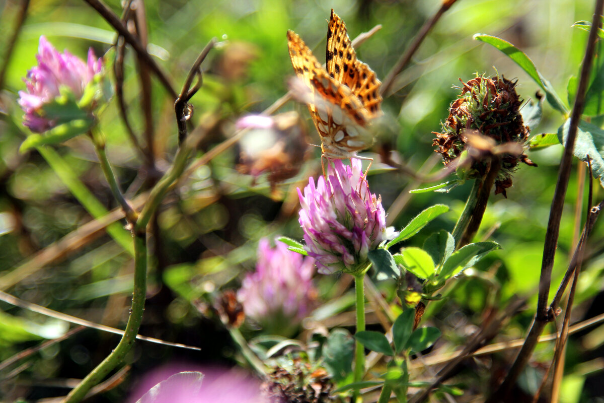 бабочки-цветочки - Андрей Зореславович Волков бабочки-цветочки - Андрей Зореславович Волков