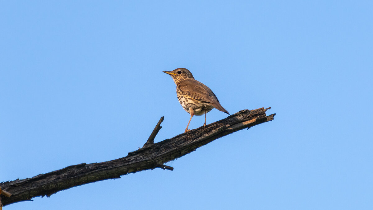 Певчий дрозд - Владимир Лазарев