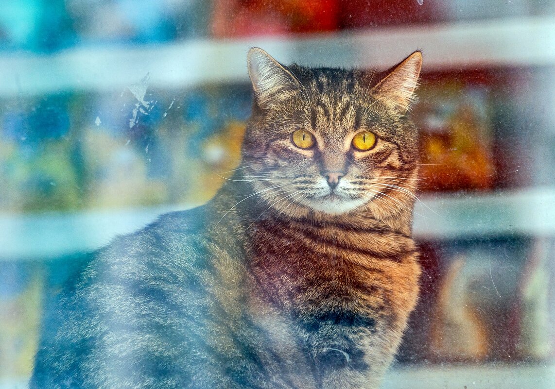 За стеклом - Валерий Иванович