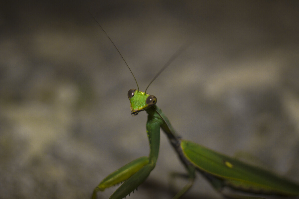 Боломол - Андрей C