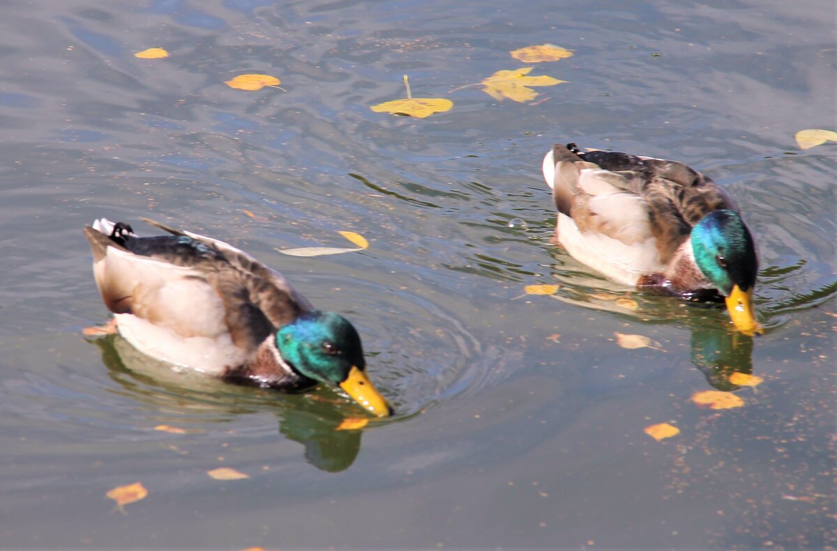 СЕЛЕЗНИ НА ВОДЕ ИЗ ЖЕЛТЫХ ЛИСТЬЕВ... - Валентина 