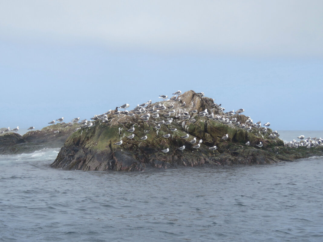 Птичий остров у маяка Анива - ИРЭН@ .