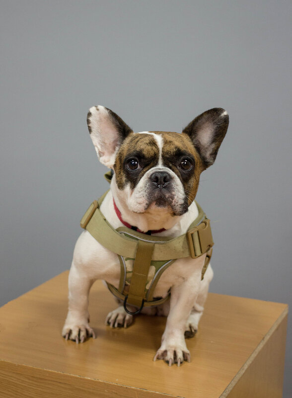 Булочка - Екатерина Василькова