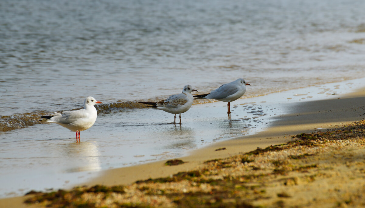 Чайки - Константин 