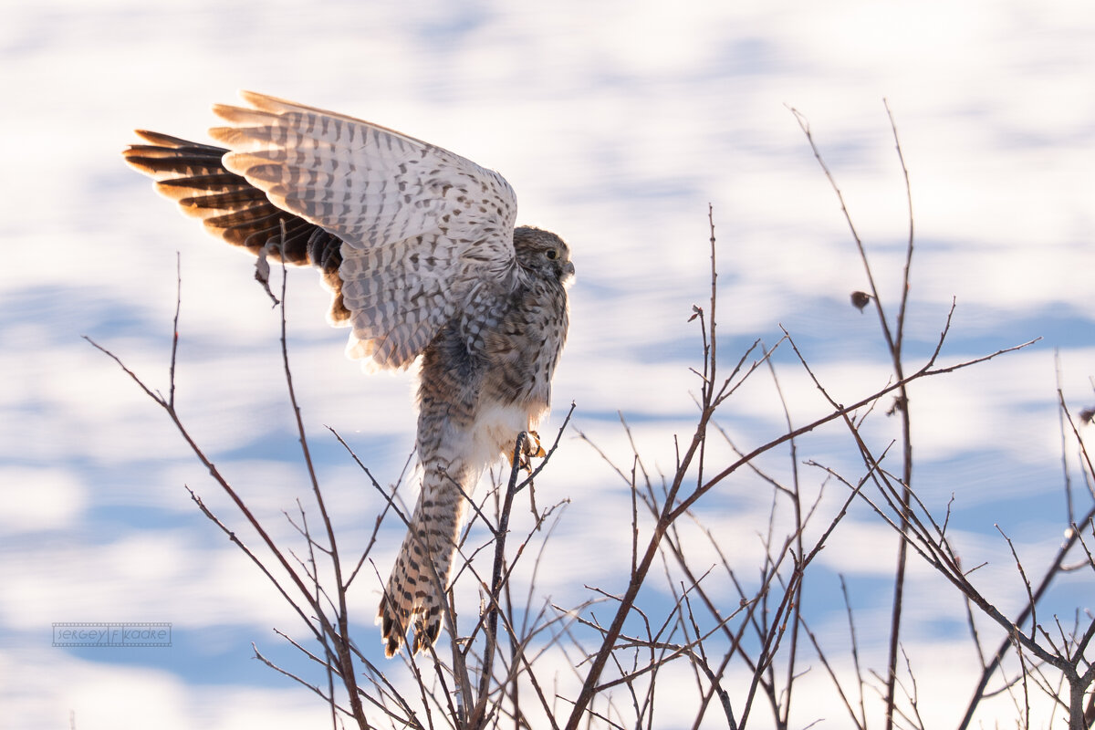 Молодая самочка пустельги разминается перед полётом)) - Сергей Флетчер