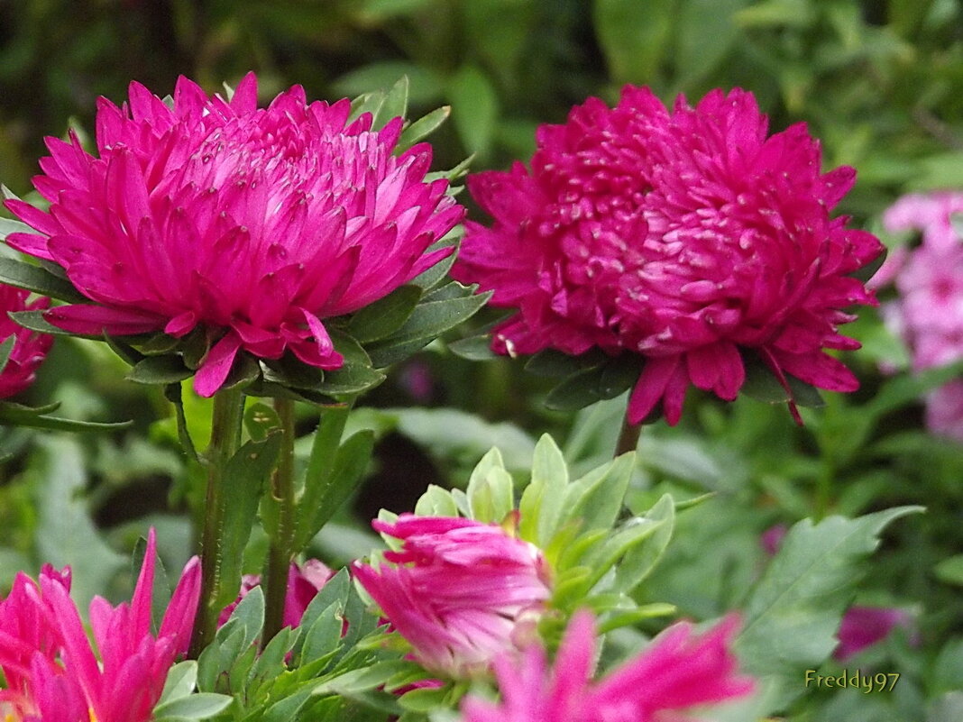 Астры - Freddy 97