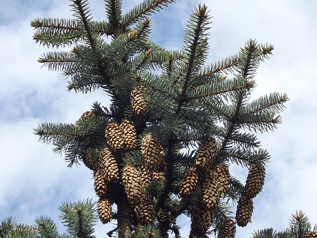 Шишки - Freddy 97