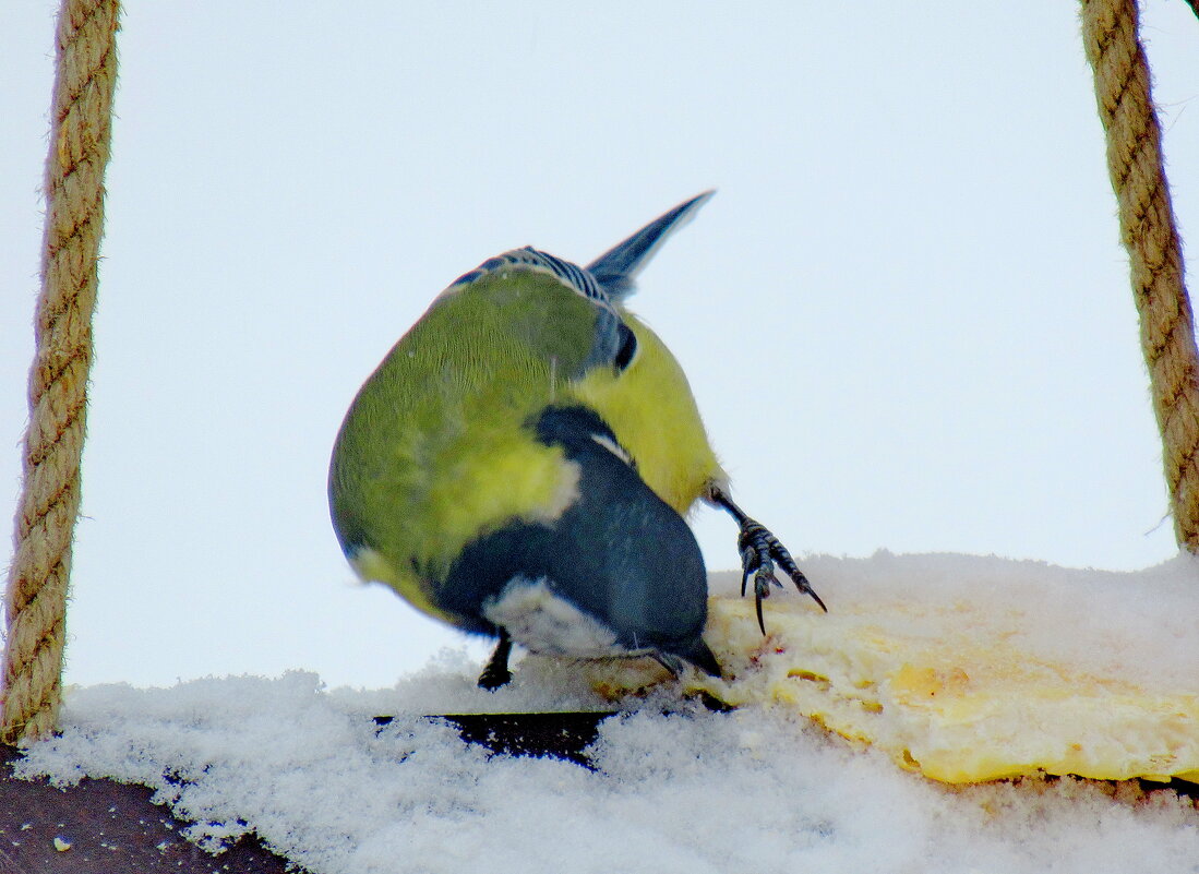 Поза - Александр Чеботарь