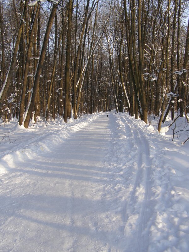 Все на прогулку! Можно лыжную, можно пешую - Анна Воробьева