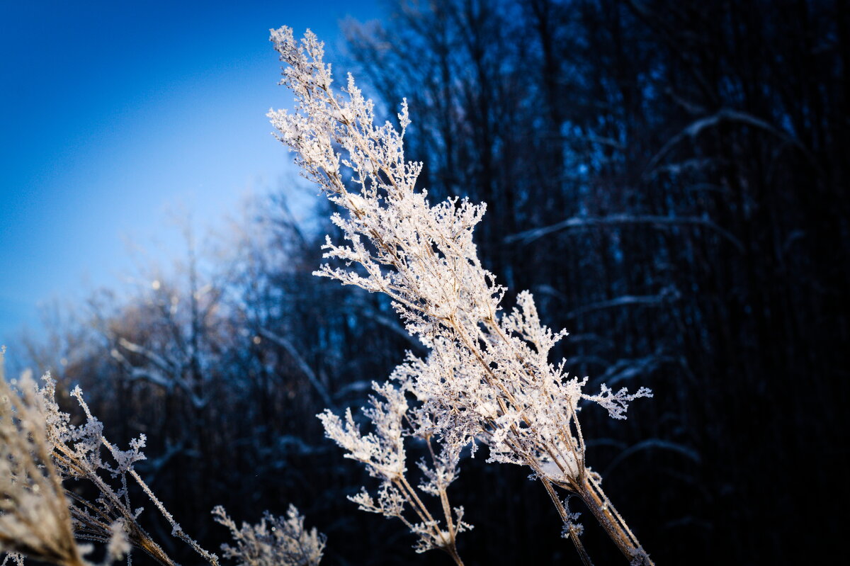 зимний натюрморт - Артём Евтюхов