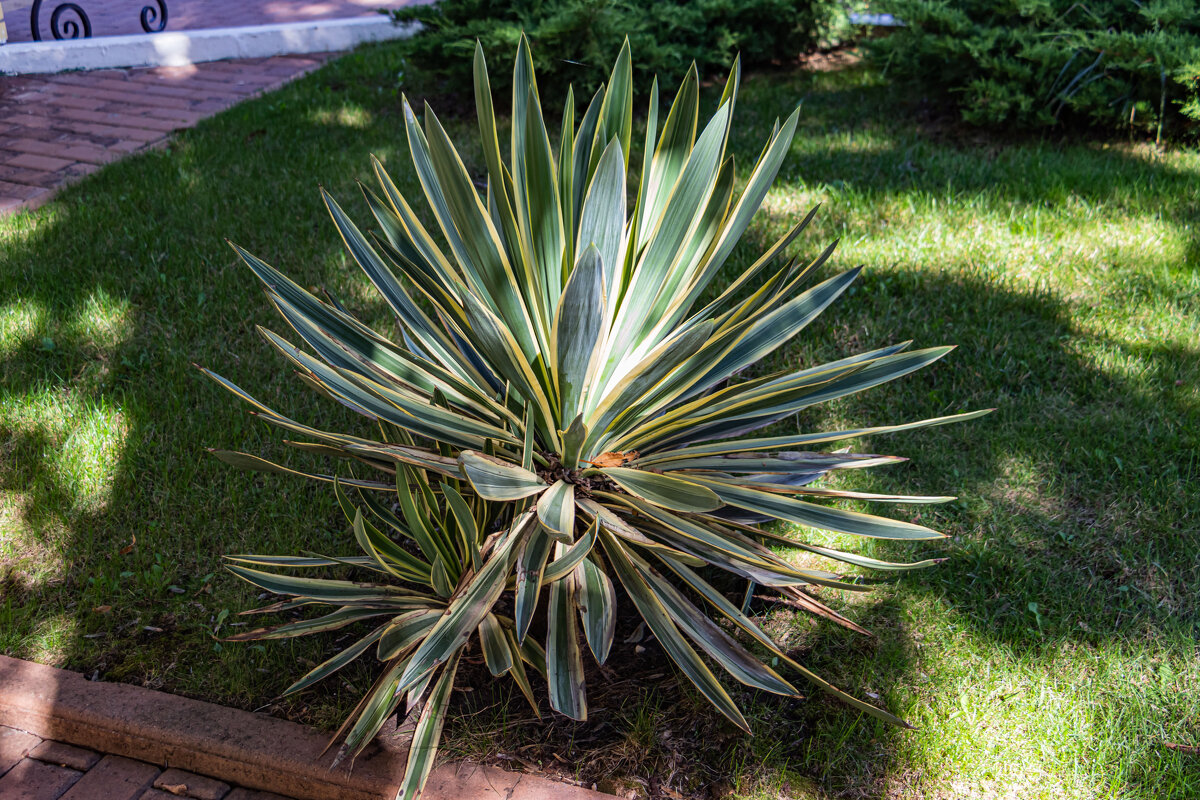 чем не ежик - navalon M