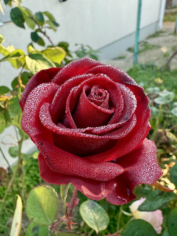 Роза в росе - Валентина .