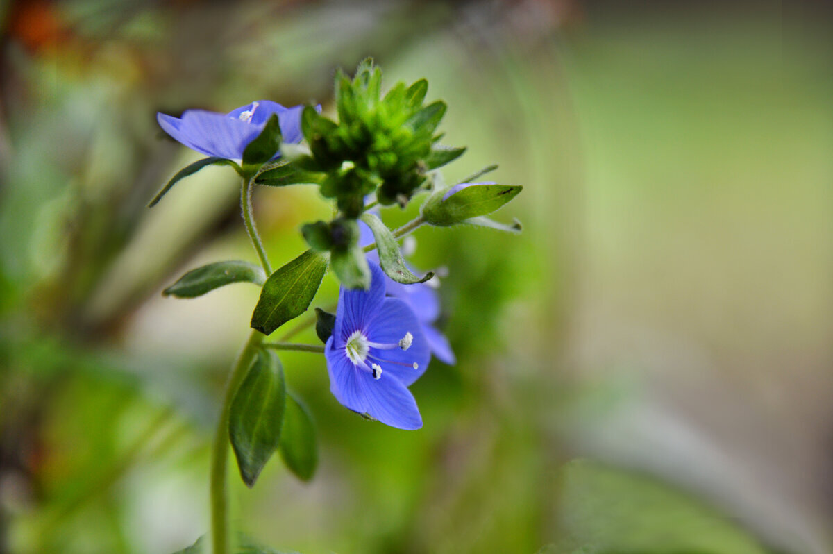 Вероника - Надежда Куркина 