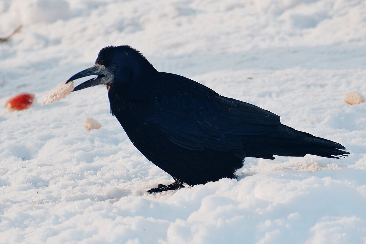 Ухватил кусочек хлеба и скорее в укромное местечко. - Татьяна Помогалова