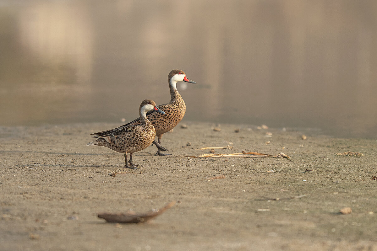 Перуанская авифауна в кадре - Svetlana Galvez