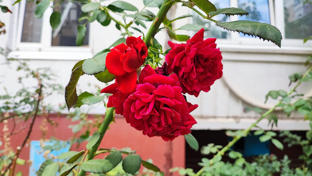 ,,, - Сергей Тимоновский