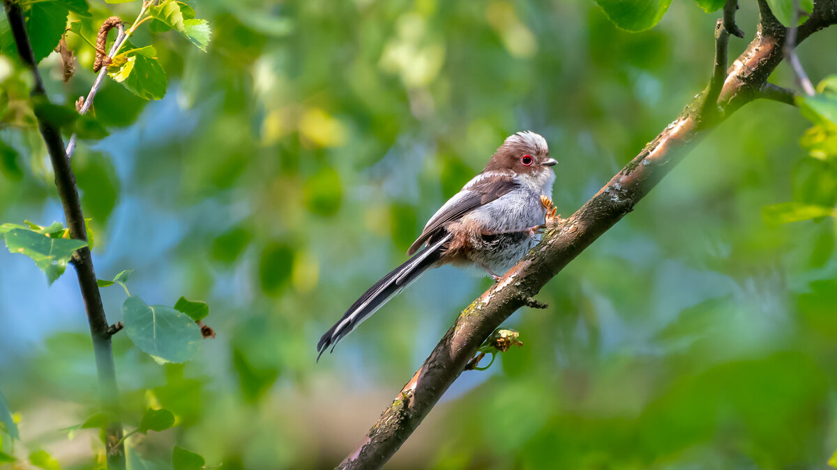 Молодой ополовник - Владимир Лазарев Молодой ополовник - Владимир Лазарев