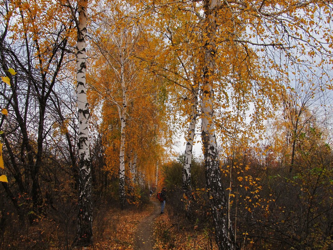 октябрь в берёзовой аллее - Елена Шаламова