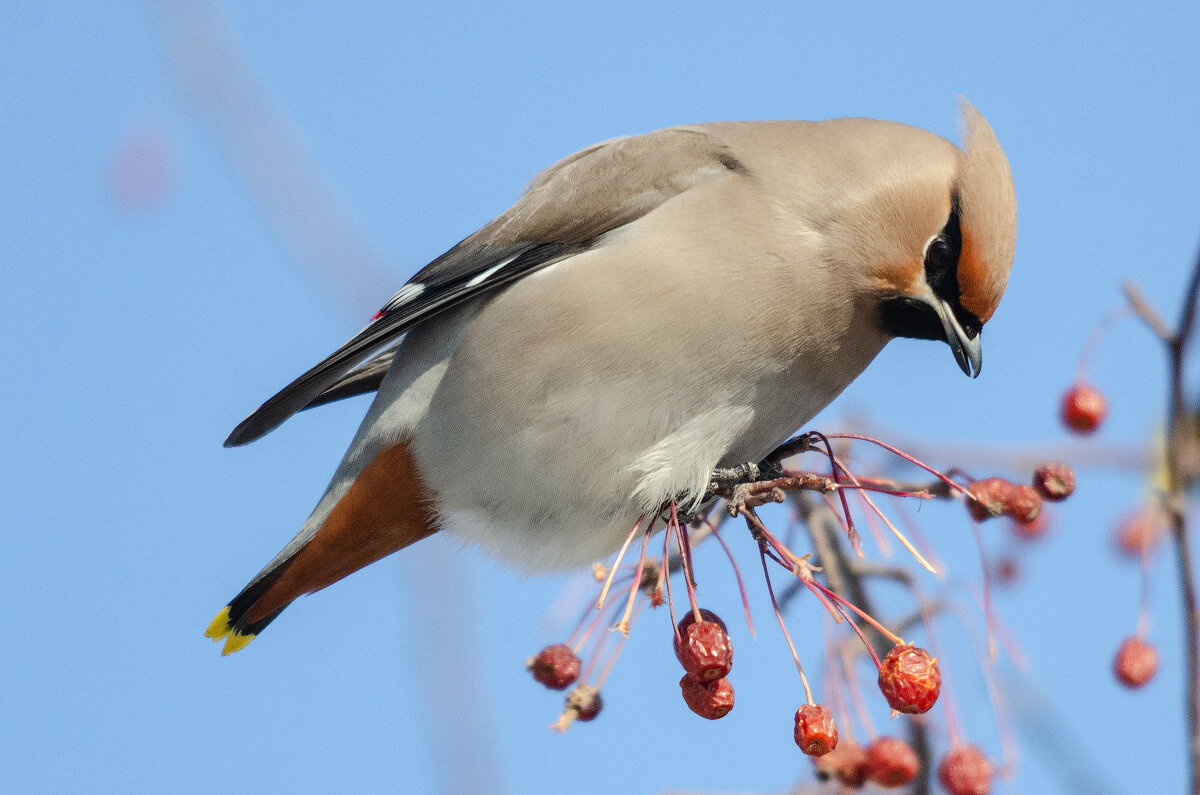 Свиристель - Виктор Иванович Чернюк
