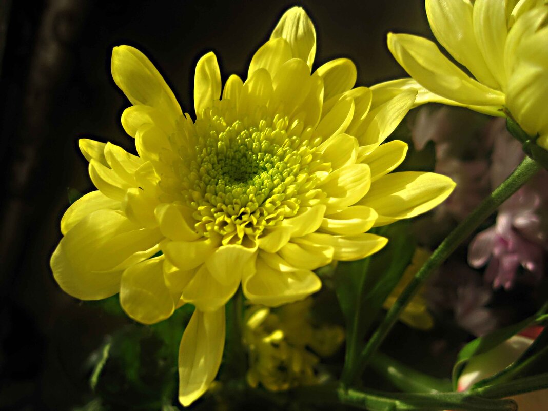 Солнечная хризантема - Елена Семигина Солнечная хризантема - Елена Семигина