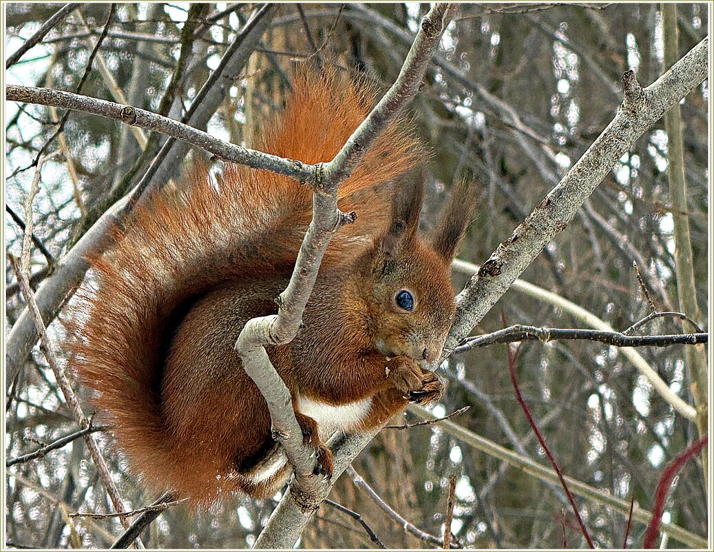 Белочка парка Макса Ашманна. - Валерия Комова Белочка парка Макса Ашманна. - Валерия Комова