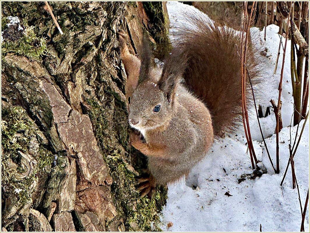 Милашка. - Валерия Комова