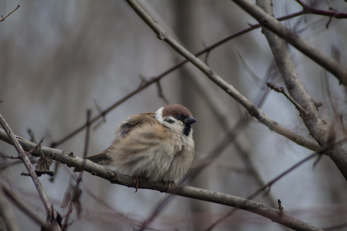 *** - Александр. AVG100 ---