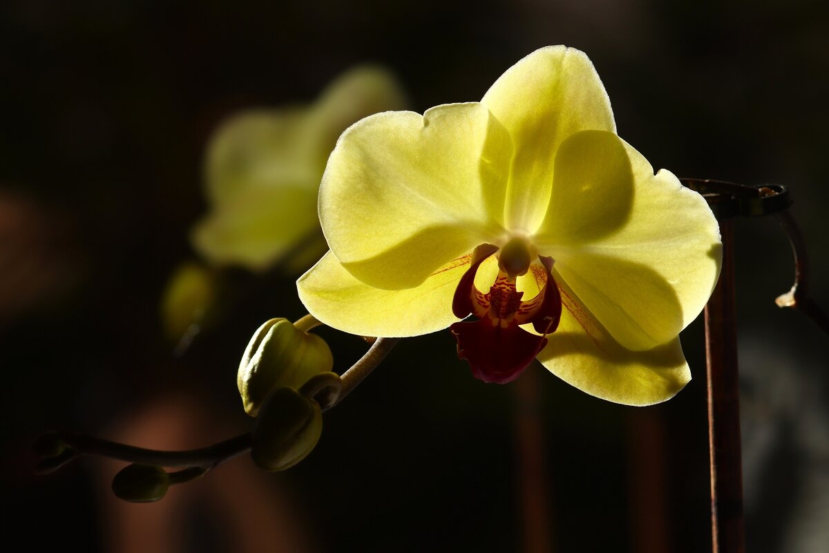 Орхидея - Юрий. Шмаков Орхидея - Юрий. Шмаков