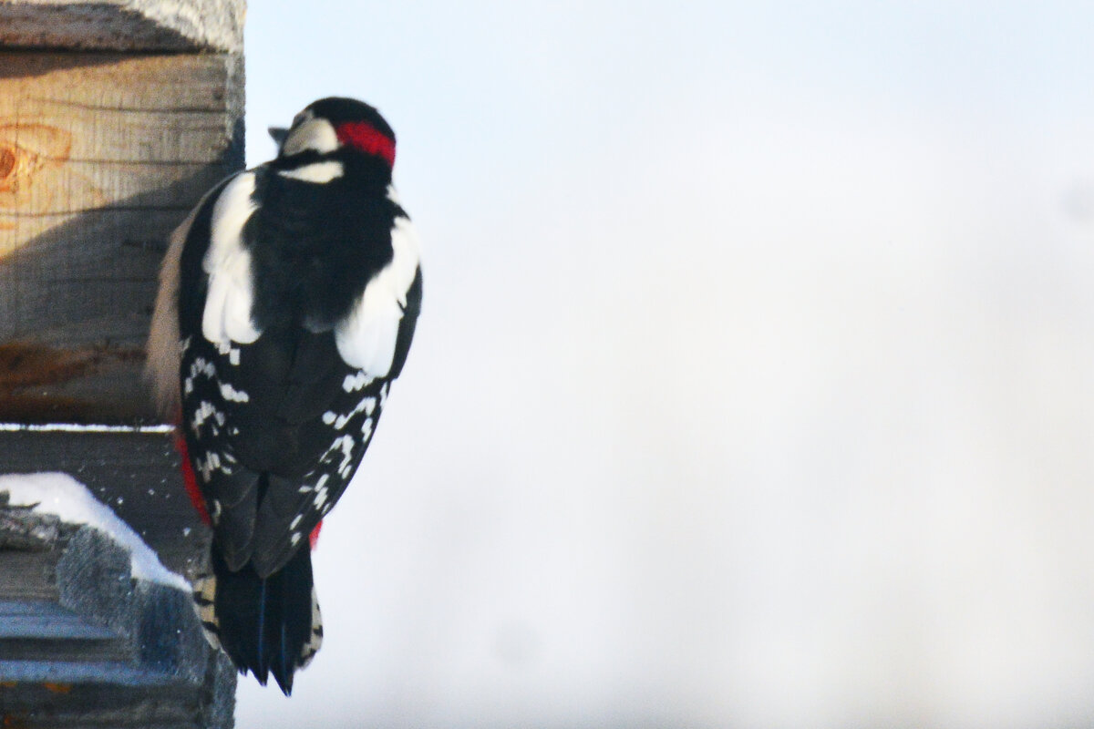 раз,два,три....я иду искать - леонид логинов