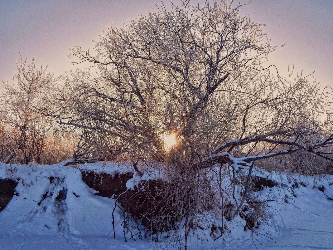 Солнышко запуталось в ветвях! - Елена Хайдукова  ( Elena Fly )