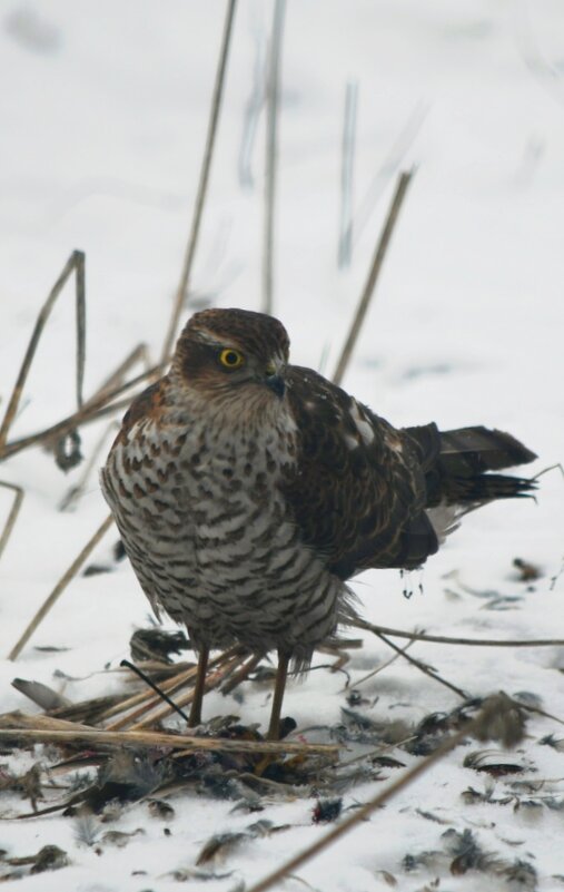 Ястреб - Татьяна Евдокимова Ястреб - Татьяна Евдокимова