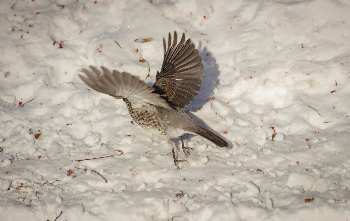 Рябинник на взлёте. - Вадим Басов Рябинник на взлёте. - Вадим Басов