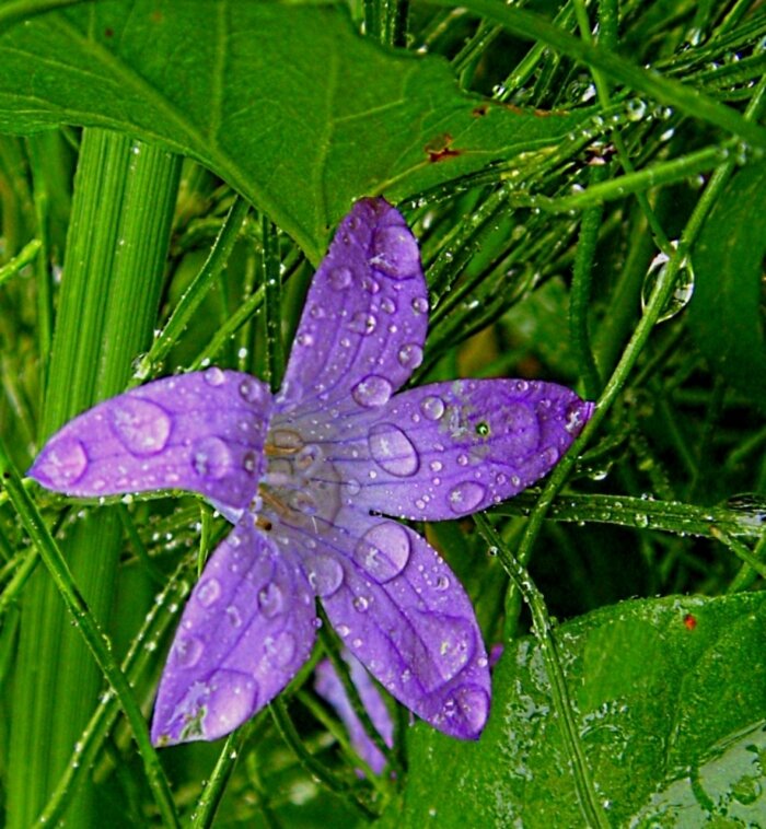 Гость из Лета... - Галина Кузьмина Гость из Лета... - Галина Кузьмина