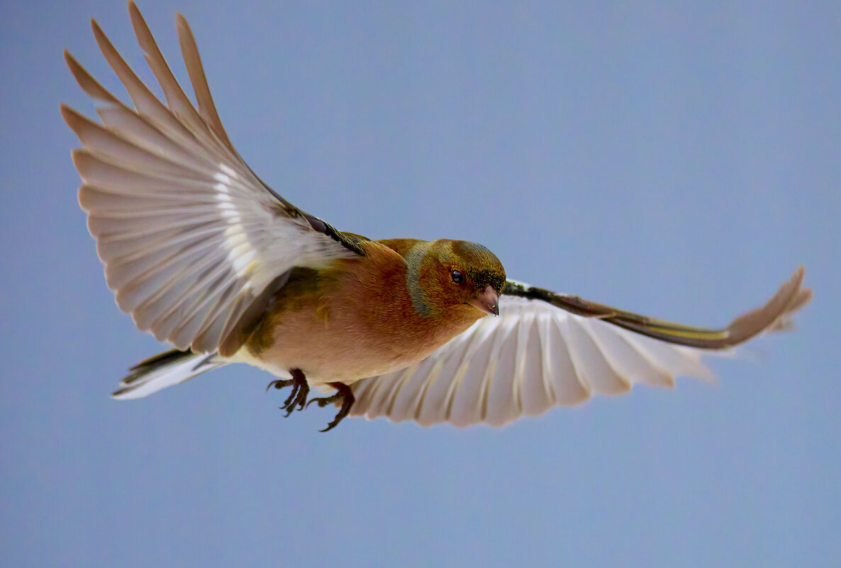 В полёте... - Александр Посошенко