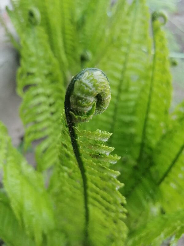 **** - Зоя Мишина **** - Зоя Мишина