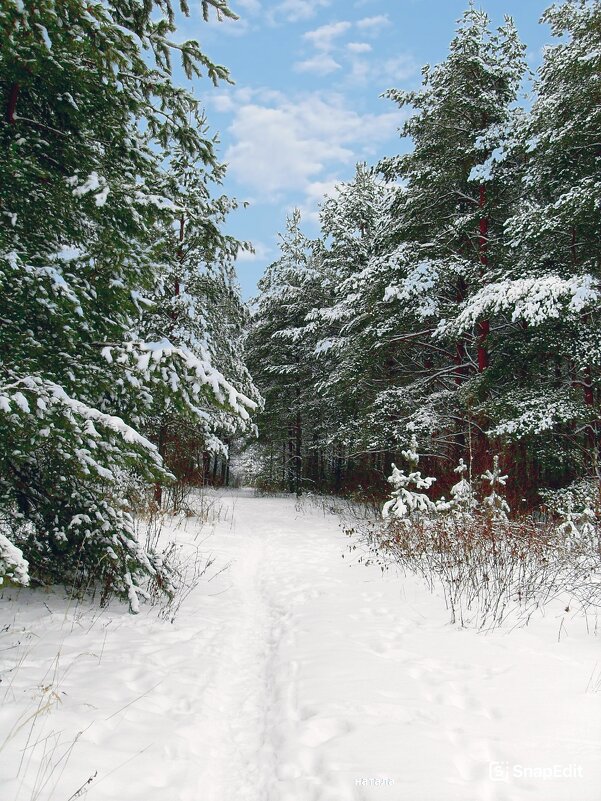 По тропинке в зимний лес - Наталья ***