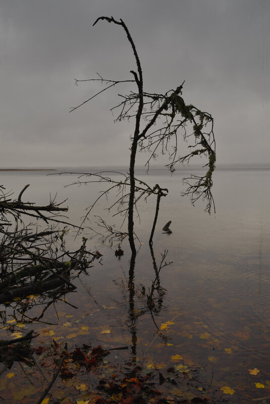 Осень на Виштынце 1 - Константин 