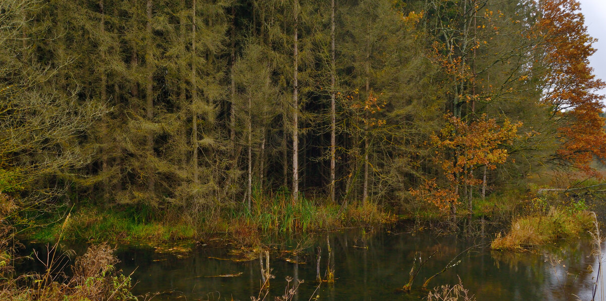 Болотце в Роминтенской пуще. - Константин 