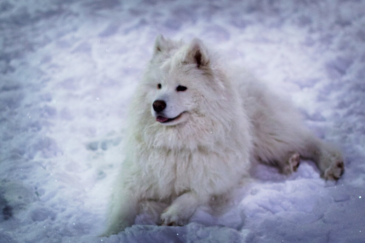 самоед - Артём Евтюхов
