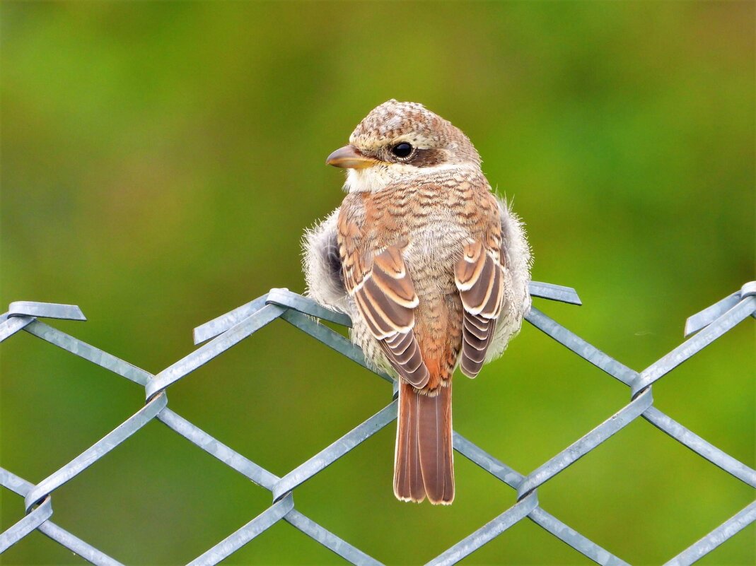 Жуланчик - Ольга Митрофанова