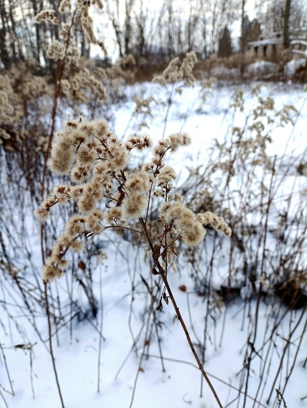 Зимние цветы... - Людмила Жданова