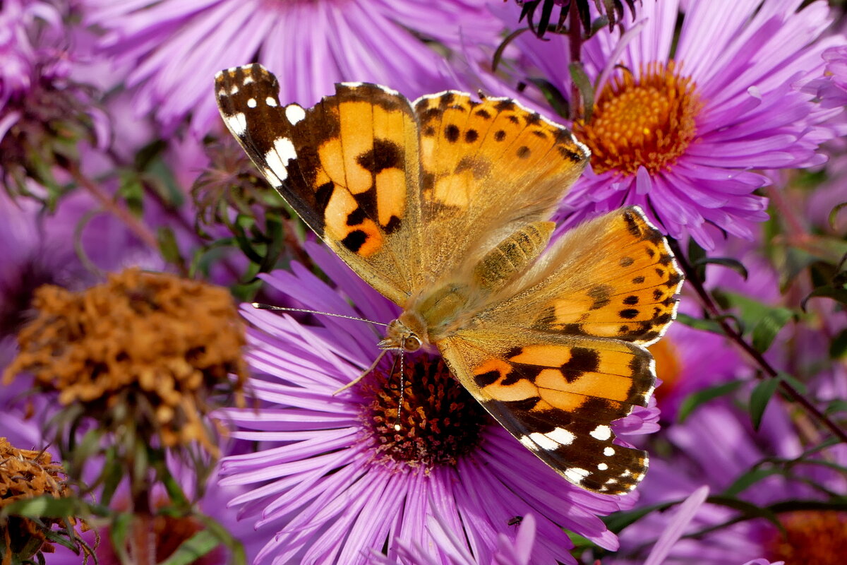 опять про бабочек...358 - Александр Прокудин опять про бабочек...358 - Александр Прокудин