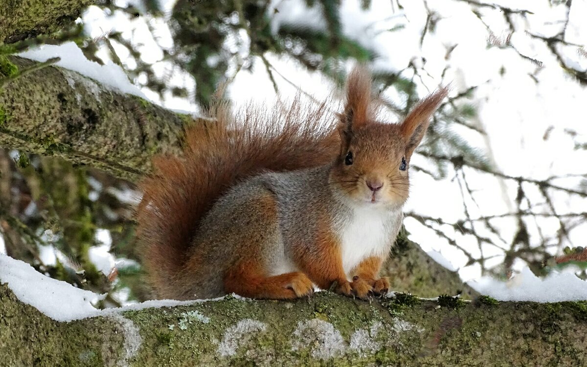 Белка городского парка (из личного архива прошлых лет). - Милешкин Владимир Алексеевич 