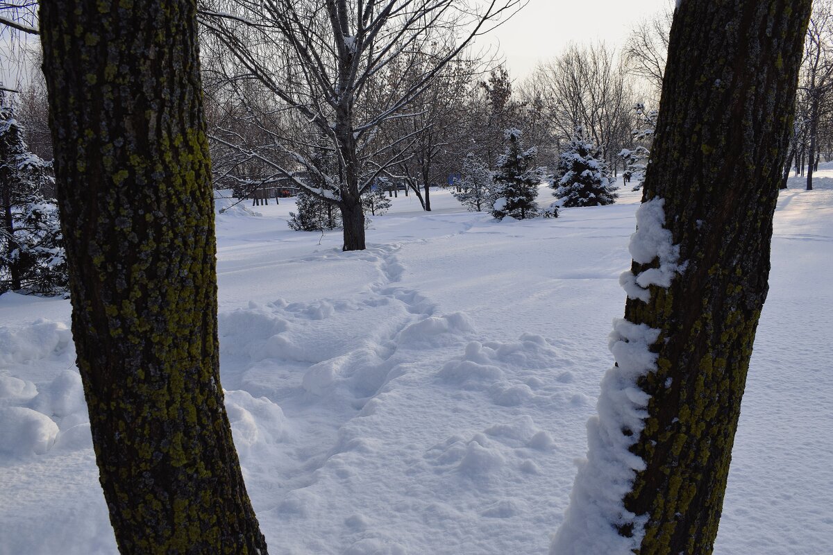 Зима в парке 850-летия Москвы. - Татьяна Помогалова