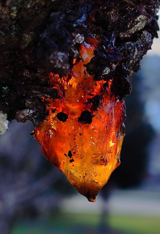 ... - Светлана Тихонина